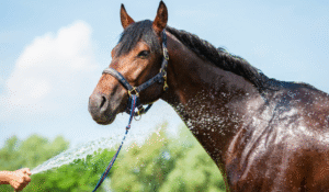 How Climate Affects Racehorse Health