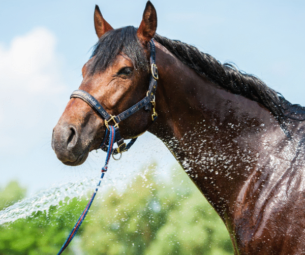 How Climate Affects Racehorse Health