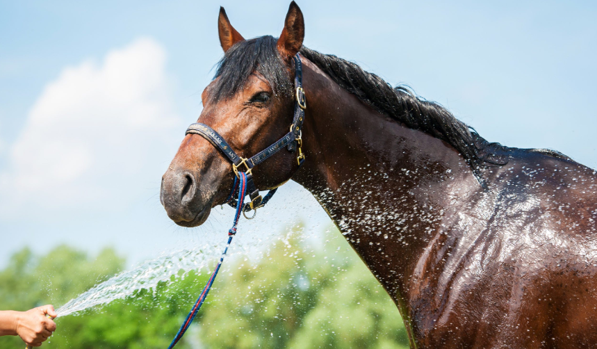 How Climate Affects Racehorse Health