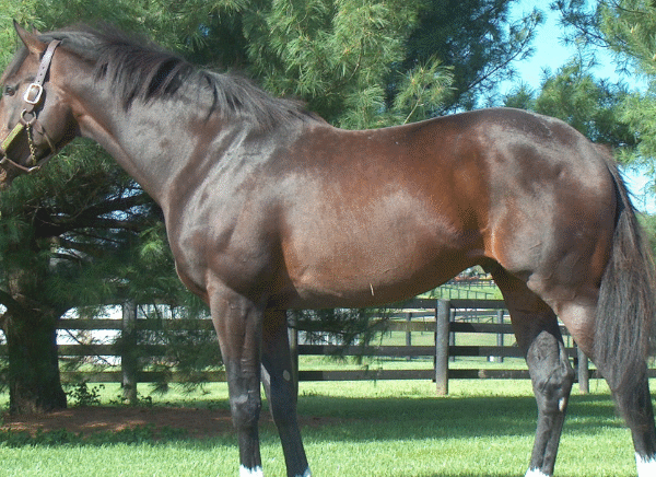 How Conformation Affects Racing Movement