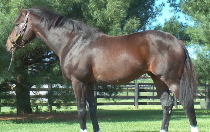 How Conformation Affects Racing Movement