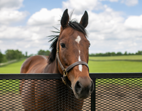 How Broodmares Shape Future Champions