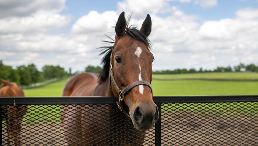How Broodmares Shape Future Champions
